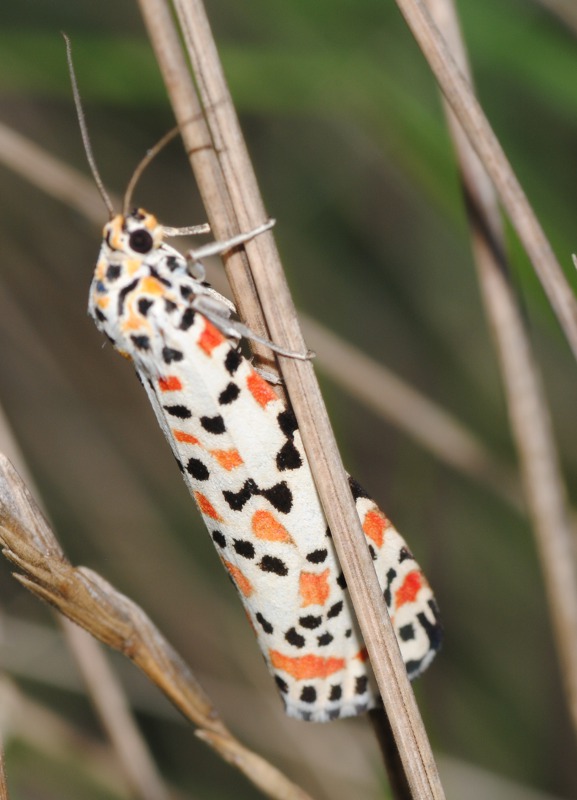 Ciclo vitale di Utetheisa pulchella - Arctiidae